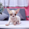 Chó Chihuahua Màu Bò Sữa Vàng Đầu Táo Đực Mã CH274