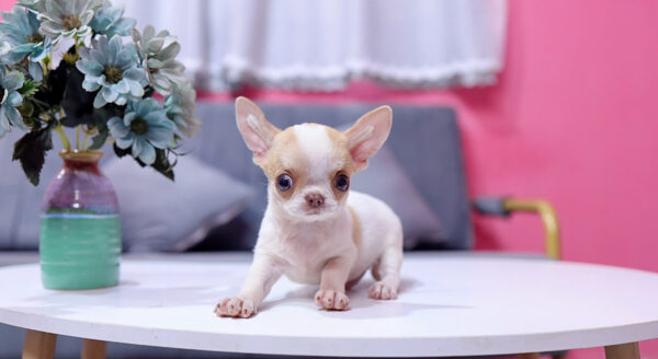 Chó Chihuahua Màu Bò Sữa Vàng Đầu Táo Đực Mã CH274