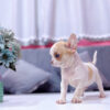 Chó Chihuahua Màu Bò Sữa Vàng Đầu Táo Đực Mã CH274