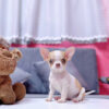 Chó Chihuahua Màu Bò Vàng Cái Mã CH275