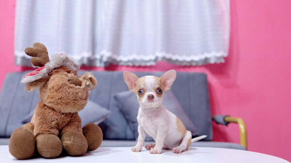 Chó Chihuahua Màu Bò Vàng Cái Mã CH275