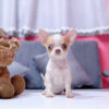 Chó Chihuahua Màu Bò Vàng Cái Mã CH275
