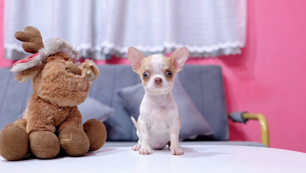 Chó Chihuahua Màu Bò Vàng Cái Mã CH275