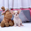Chó Chihuahua Màu Bò Vàng Cái Mã CH275