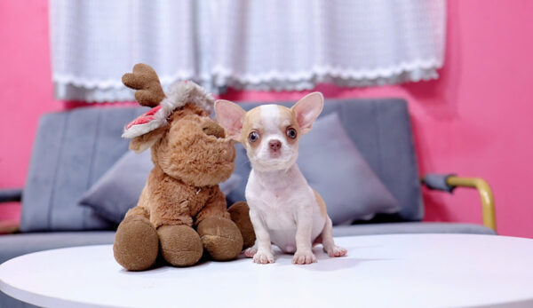 Chó Chihuahua Màu Bò Vàng Cái Mã CH275