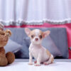 Chó Chihuahua Màu Bò Vàng Cái Mã CH275