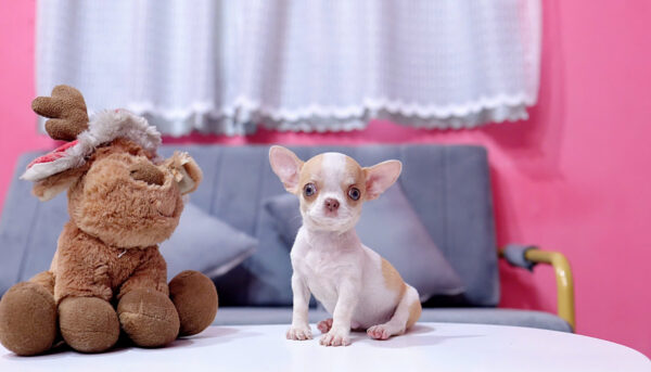 Chó Chihuahua Màu Bò Vàng Cái Mã CH275