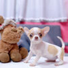 Chó Chihuahua Màu Bò Vàng Cái Mã CH275