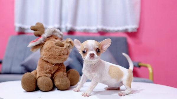 Chó Chihuahua Màu Bò Vàng Cái Mã CH275