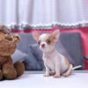 Chó Chihuahua Màu Bò Vàng Cái Mã CH275