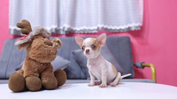 Chó Chihuahua Màu Bò Vàng Cái Mã CH275