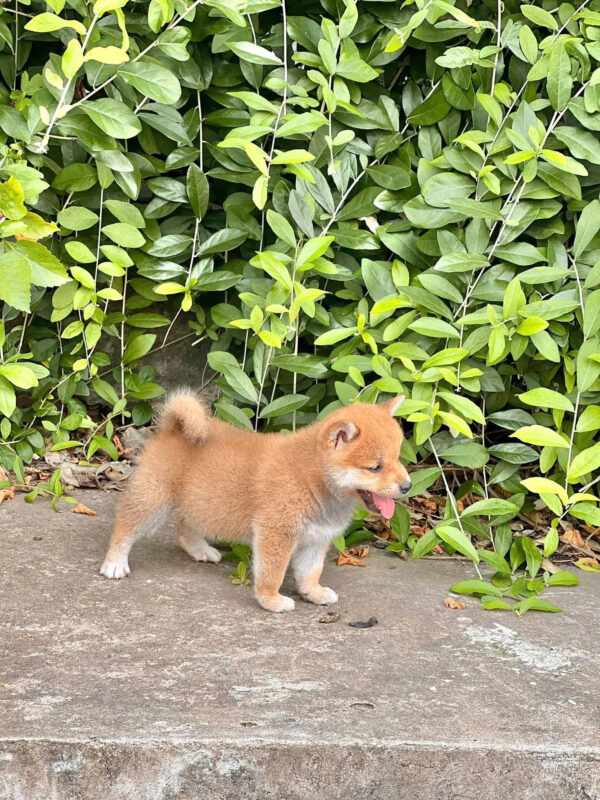 Chó Shiba Inu Màu Vàng Trắng Đực Mã SB276