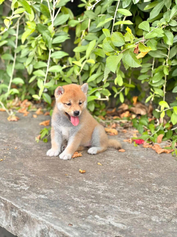 Chó Shiba Inu Màu Vàng Trắng Đực Mã SB276