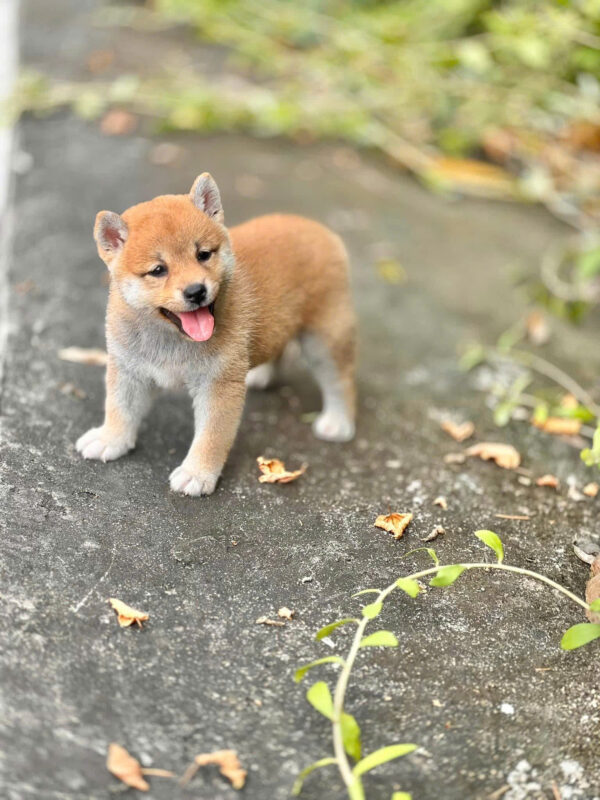 Chó Shiba Inu Màu Vàng Trắng Đực Mã SB276