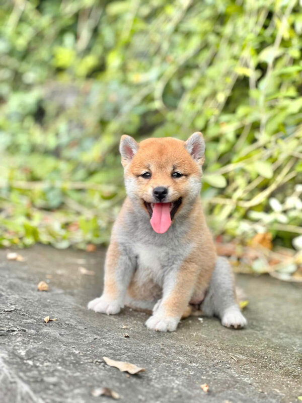 Chó Shiba Inu Màu Vàng Trắng Đực Mã SB276