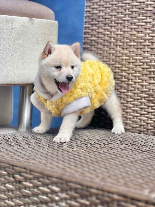 Chó Shiba Inu Màu Trắng Cái Mã SB277