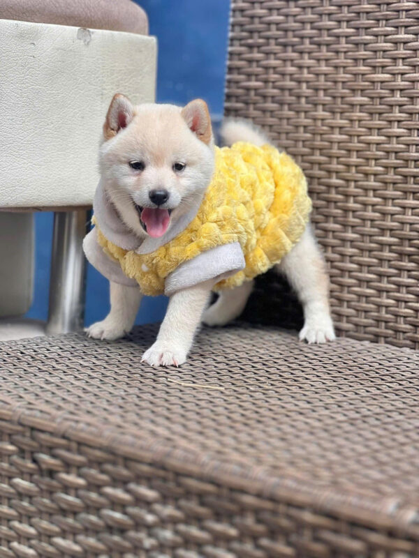 Chó Shiba Inu Màu Trắng Cái Mã SB277