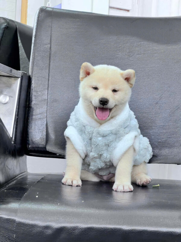 Chó Shiba Inu Màu Trắng Cái Mã SB277