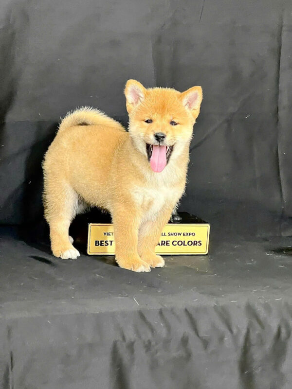 Chó Shiba Inu Màu Vàng Trắng Đực Mã SB278
