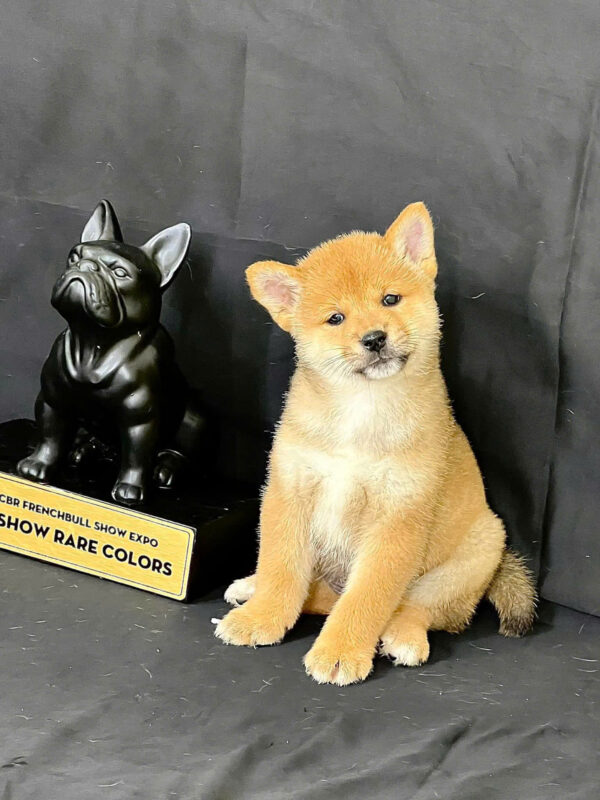 Chó Shiba Inu Màu Vàng Trắng Đực Mã SB278