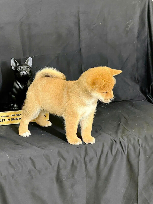 Chó Shiba Inu Màu Vàng Trắng Đực Mã SB278