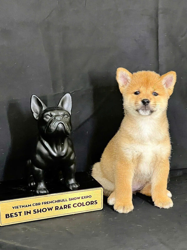 Chó Shiba Inu Màu Vàng Trắng Đực Mã SB278