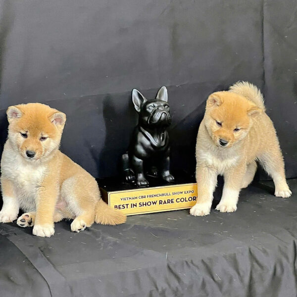 Chó Shiba Inu Màu Vàng Trắng Đực Mã SB278