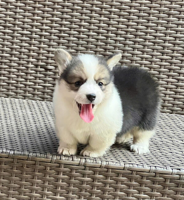 Chó Corgi Màu Tricolor Mập Lùn Đực Mã CG280