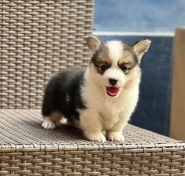 Chó Corgi Màu Tricolor Mập Lùn Đực Mã CG280
