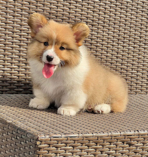 Chó Corgi Fluffy Màu Vàng Trắng Lông Dài Siêu Mập Đực Mã CG282