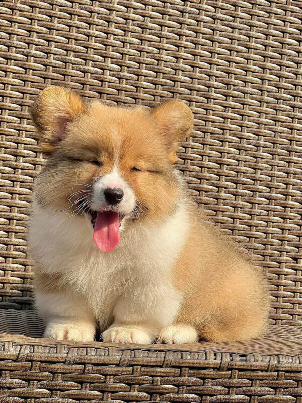 Chó Corgi Fluffy Màu Vàng Trắng Lông Dài Siêu Mập Đực Mã CG282