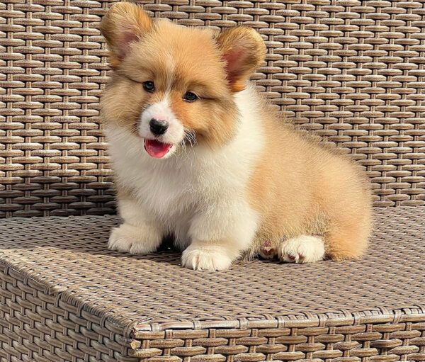 Chó Corgi Fluffy Màu Vàng Trắng Lông Dài Siêu Mập Đực Mã CG282