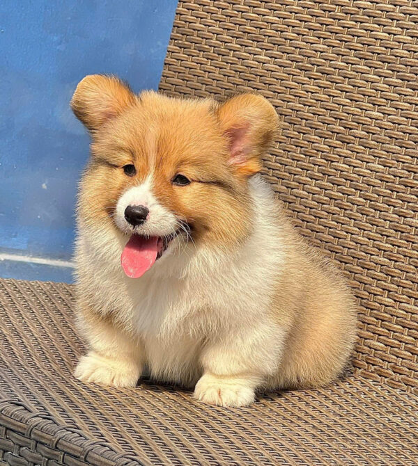 Chó Corgi Fluffy Màu Vàng Trắng Lông Dài Siêu Mập Đực Mã CG282