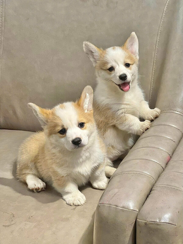 Chó Corgi Màu Vàng Trắng Lông Ngắn Đực Mã CG283