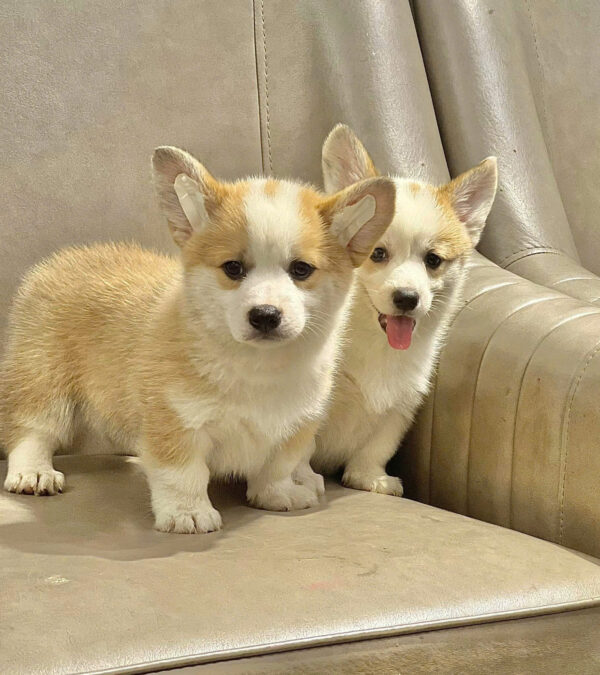 Chó Corgi Màu Vàng Trắng Lông Ngắn Đực Mã CG283