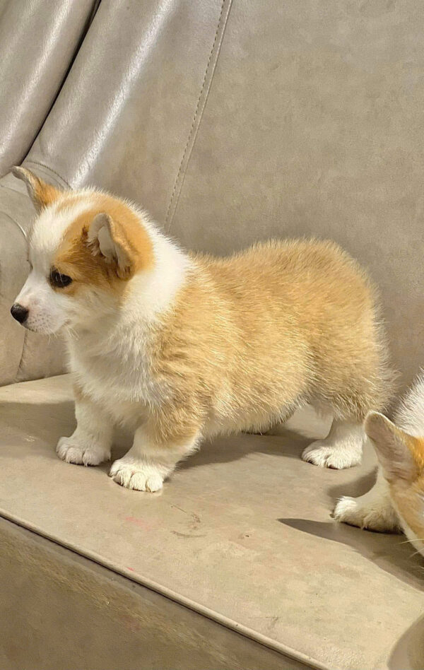 Chó Corgi Màu Vàng Trắng Lông Ngắn Đực Mã CG283