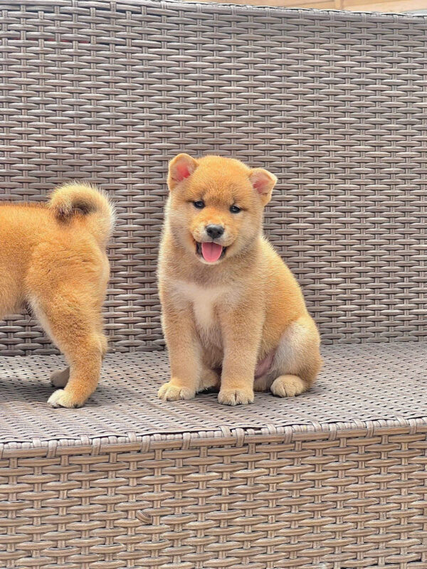Chó Shiba Nhật Bản Màu Vàng Đực Mã SB284