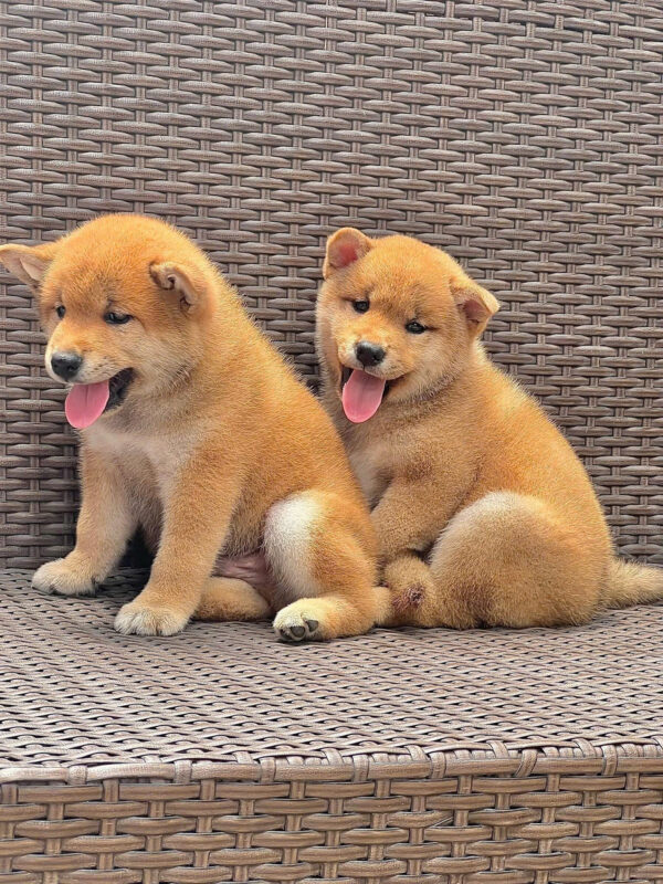 Chó Shiba Nhật Bản Màu Vàng Đực Mã SB284