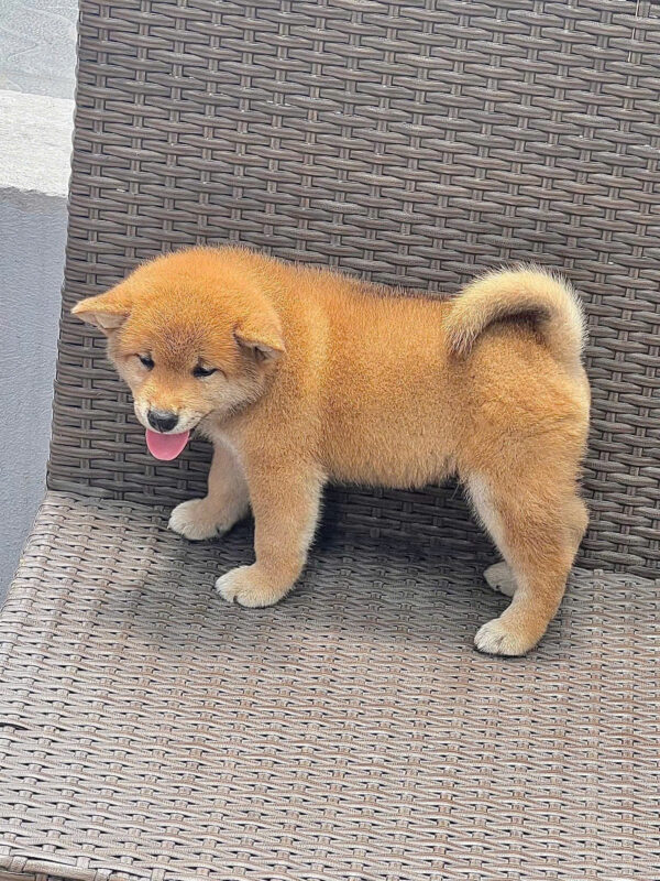 Chó Shiba Nhật Bản Màu Vàng Đực Mã SB284