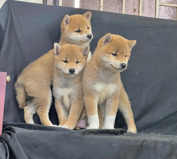 Chó Shiba Mặt Cười Màu Vàng Cái Mã SB285