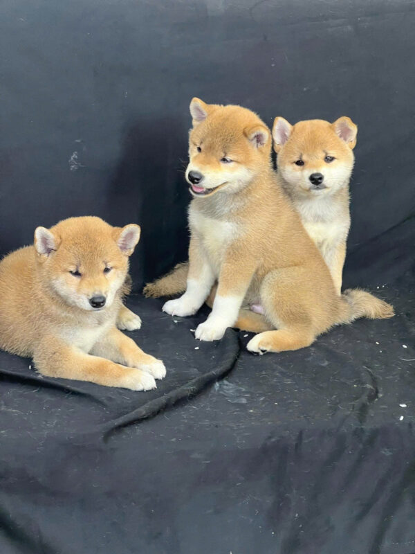 Chó Shiba Mặt Cười Màu Vàng Cái Mã SB285
