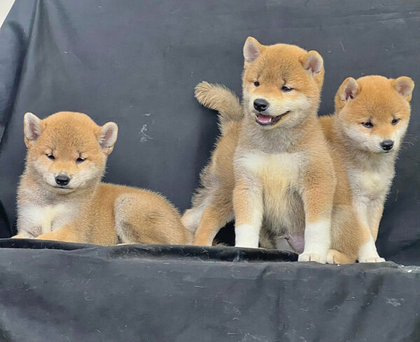 Chó Shiba Mặt Cười Màu Vàng Cái Mã SB285