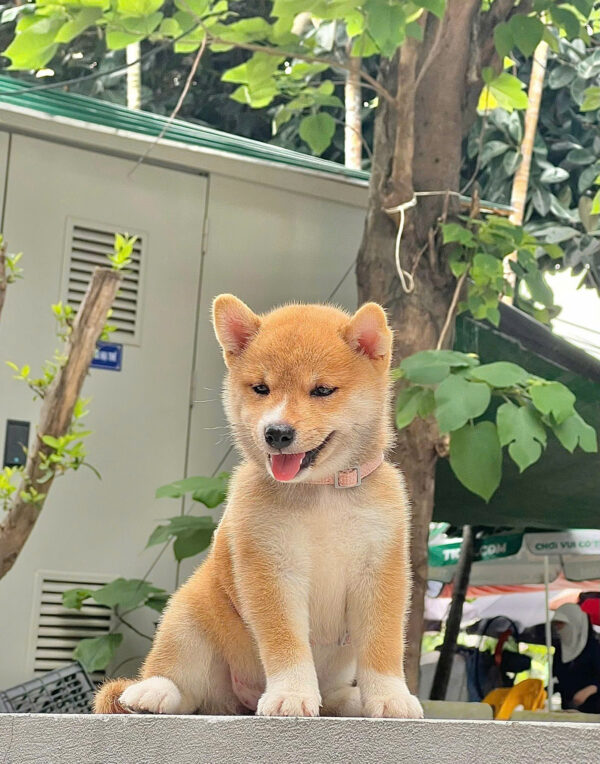 Chó Shiba Mặt Cười Màu Vàng Đực Mã SB286