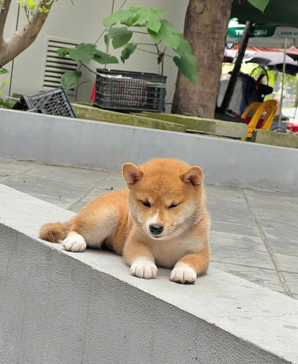 Chó Shiba Mặt Cười Màu Vàng Đực Mã SB286