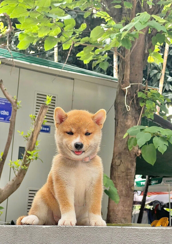 Chó Shiba Mặt Cười Màu Vàng Đực Mã SB286