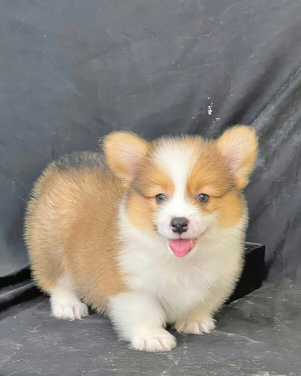 Chó Corgi Fluffy Lông Dài Chân Ngắn Mông Bự Màu Vàng Trắng Cái Mã CG287