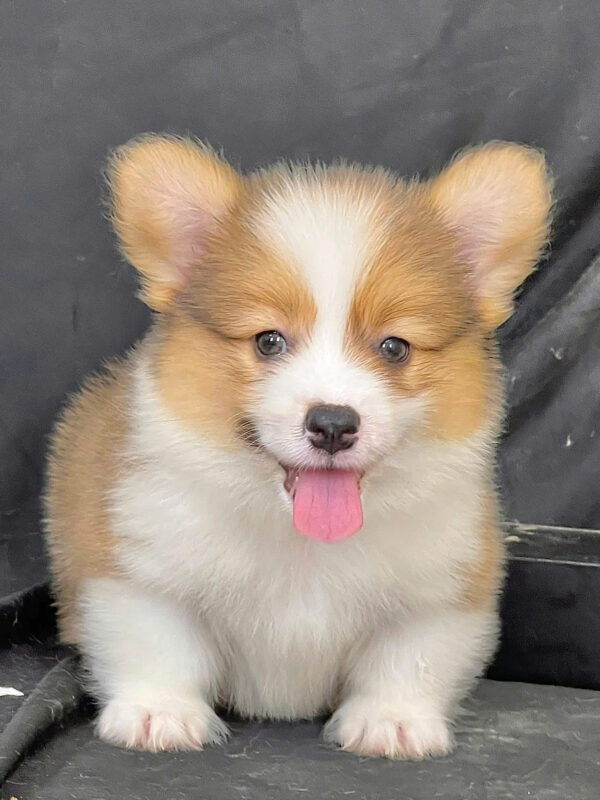 Chó Corgi Fluffy Lông Dài Chân Ngắn Mông Bự Màu Vàng Trắng Cái Mã CG287