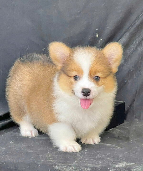 Chó Corgi Fluffy Lông Dài Chân Ngắn Mông Bự Màu Vàng Trắng Cái Mã CG287