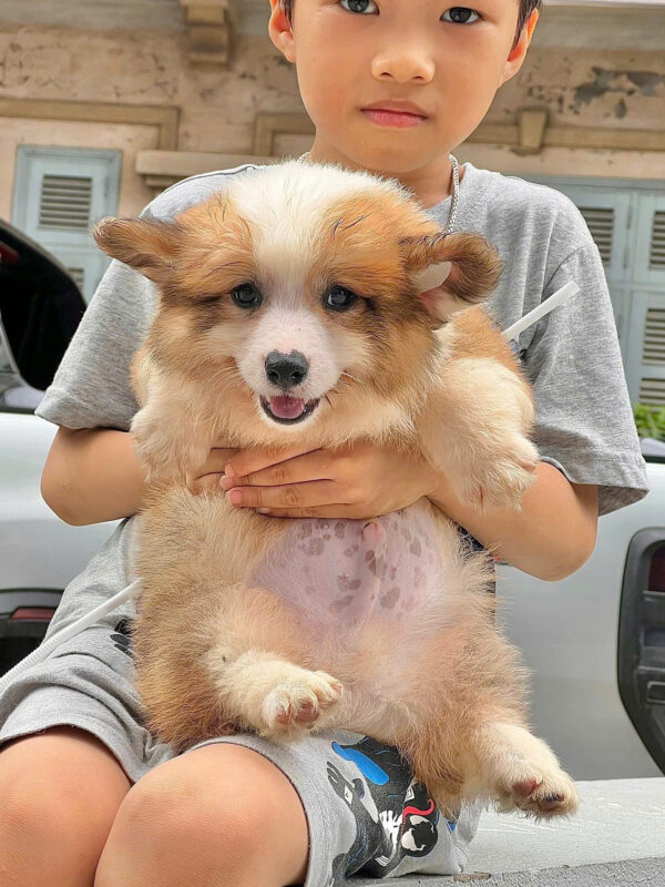 Chó Corgi Lông Dài Siêu Ú Nu Màu Vàng Trắng Đực Mã CG288
