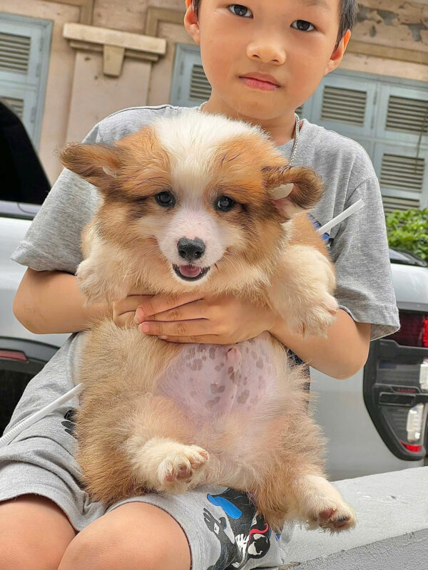 Chó Corgi Lông Dài Siêu Ú Nu Màu Vàng Trắng Đực Mã CG288